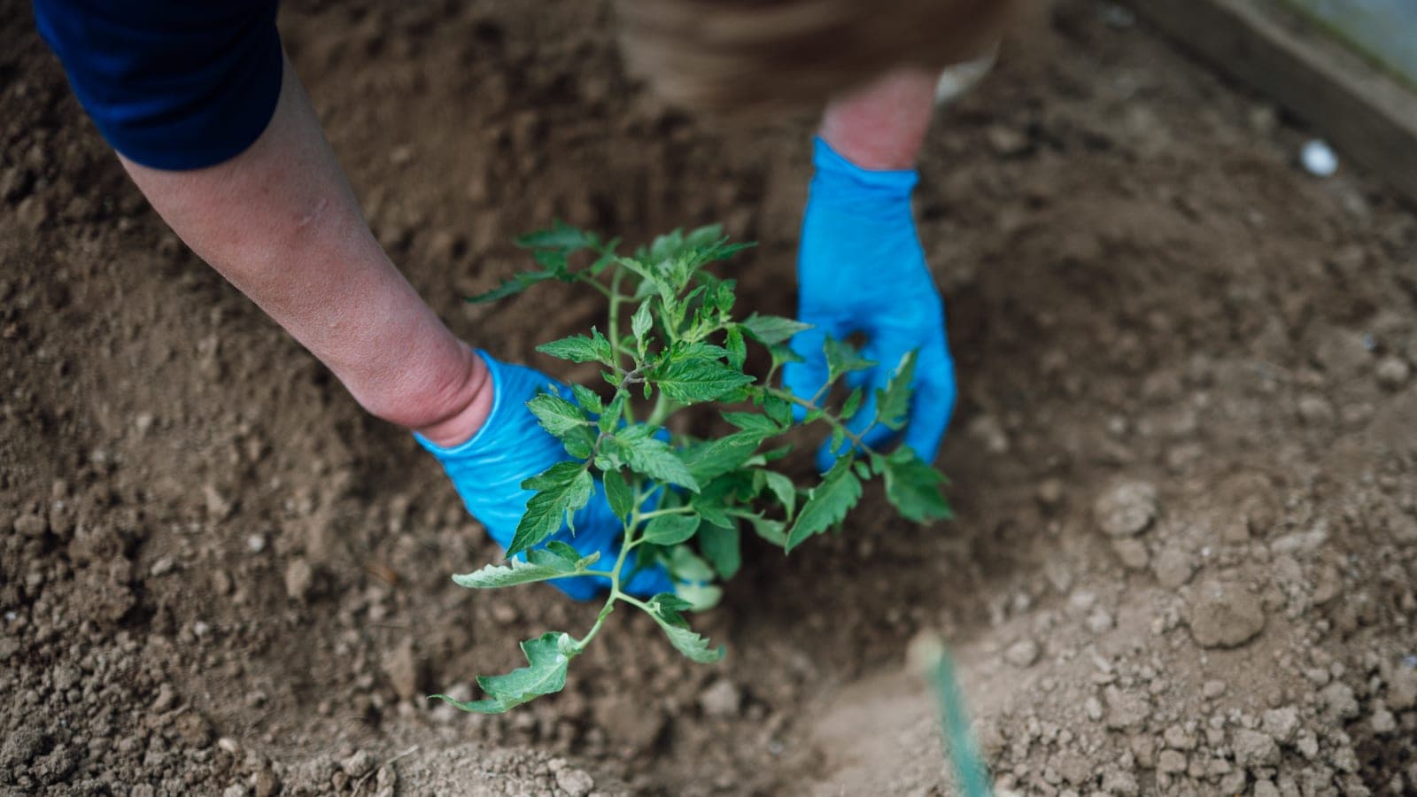 A person in blue gloves kneels over loose brown soil, pressing a young tomato seedling into the ground.