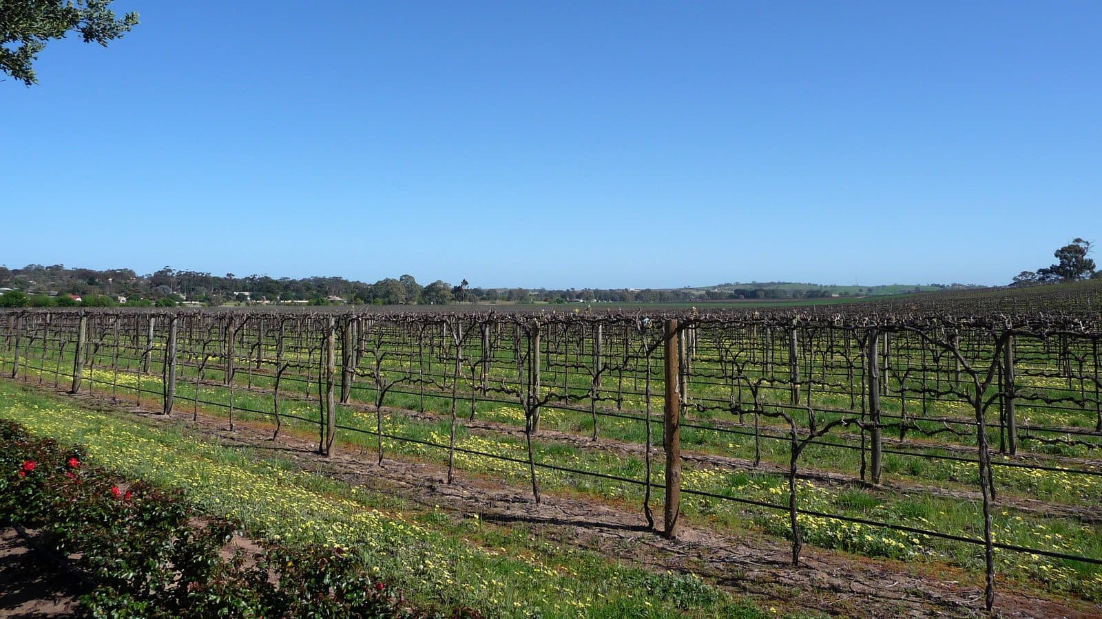 Bare grapevines trained along wire trellises in a dormant vineyard, rows running back to a distant tree line under a clear blue sky, with yellow wildflowers growing between the vines.