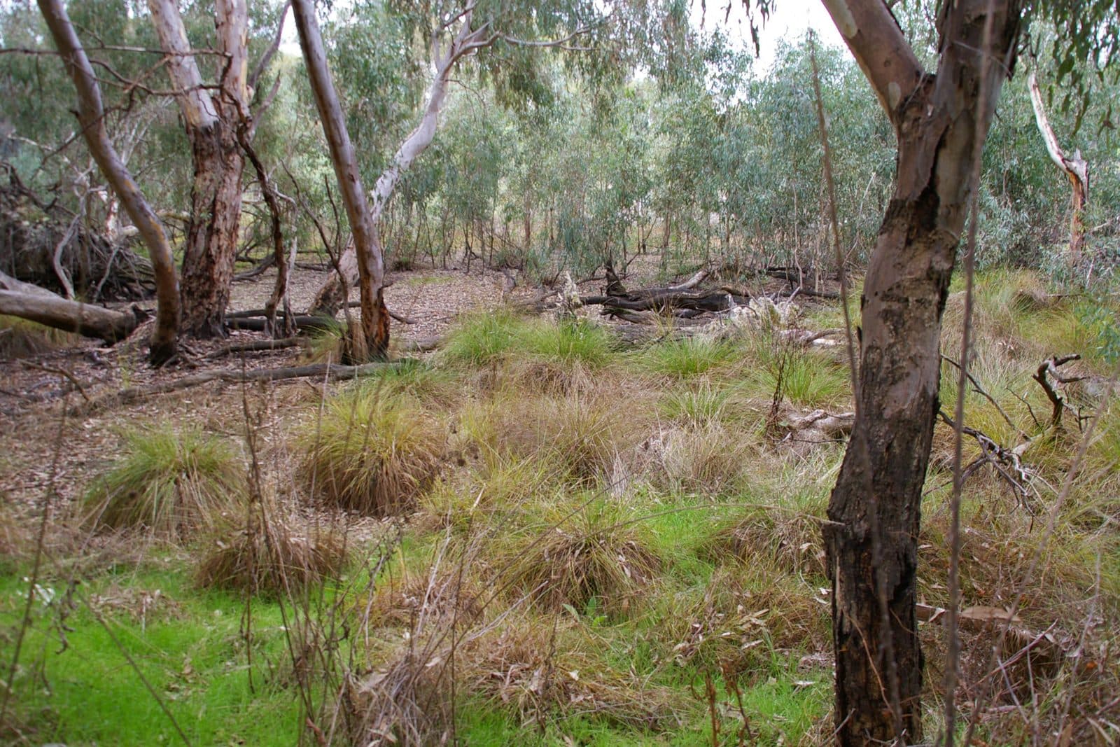 The floor of a box-ironbark forest with tussocks of grass, fallen limbs and leaf litter between straight pale eucalypt trunks.