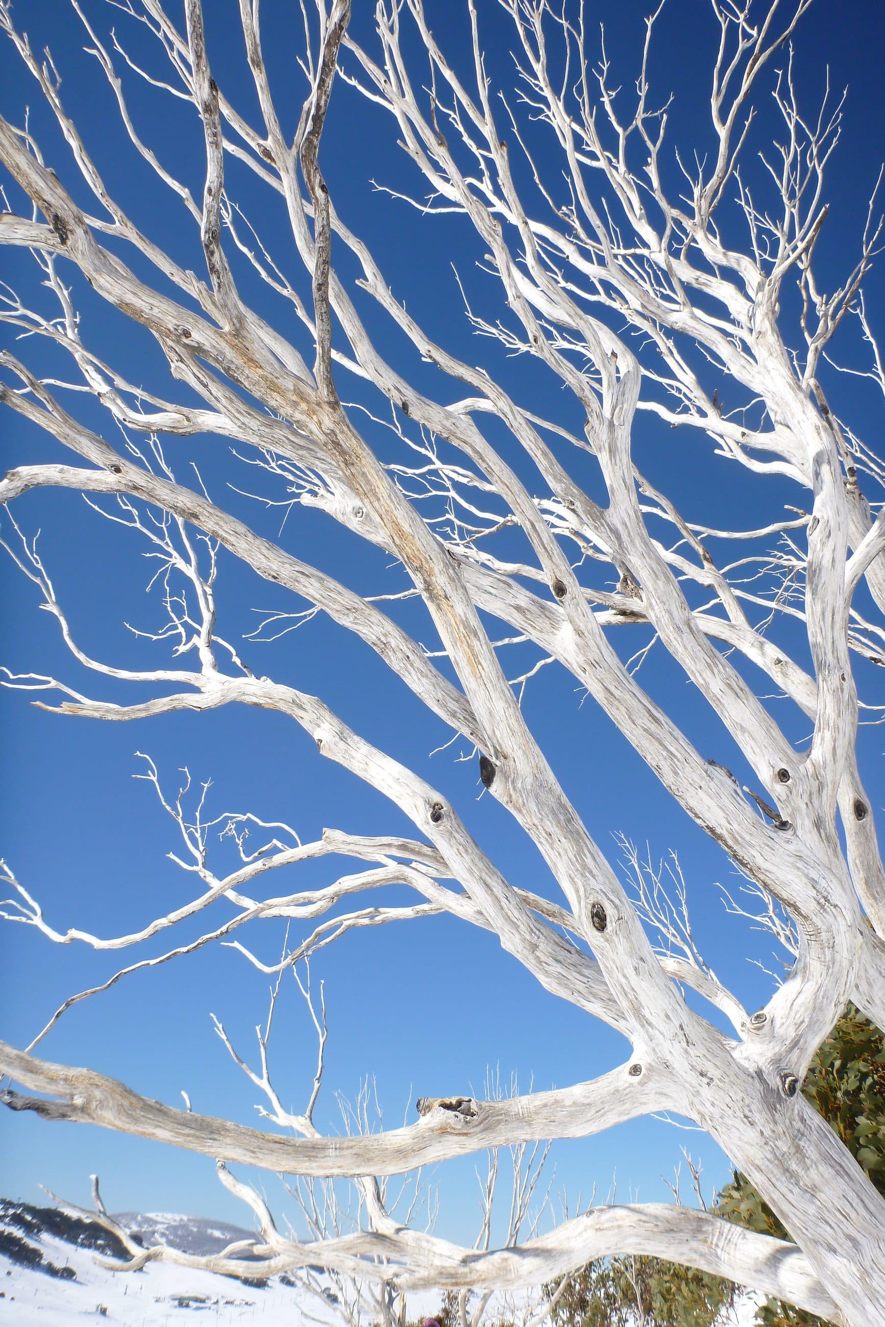 A bare, bleached snow gum standing in bright winter sun at Falls Creek in the Victorian Alpine National Park, its pale trunk set against dark alpine slopes.