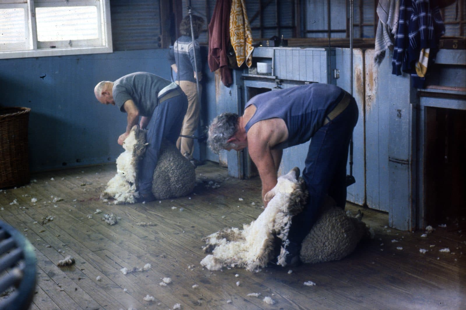 Two shearers working on the board of a shearing shed, each bent low over a sheep with the fleece falling away in one piece onto the timber floor.