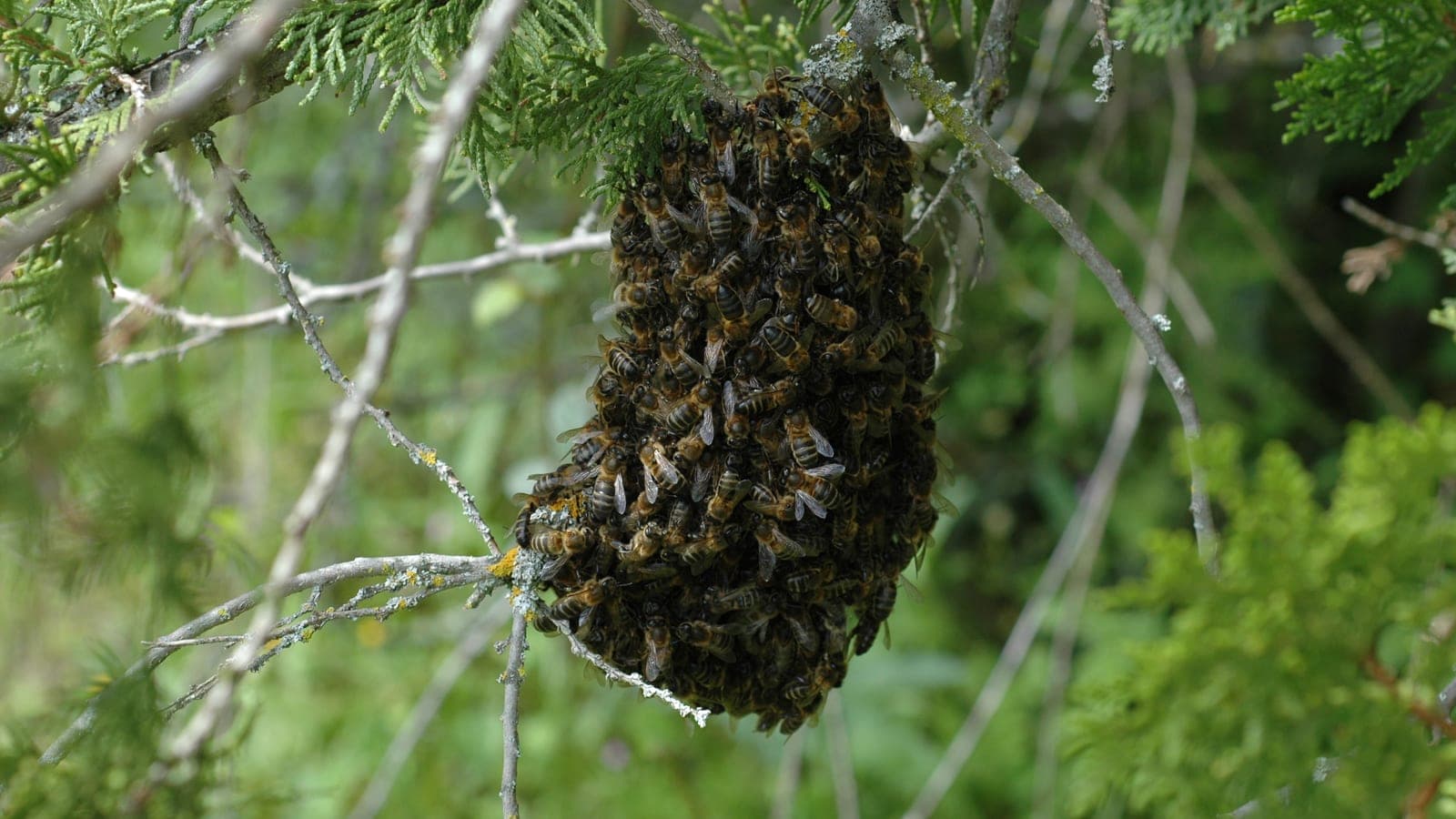 A dark, tightly packed cluster of honey bees hanging from a thin branch among green conifer foliage.