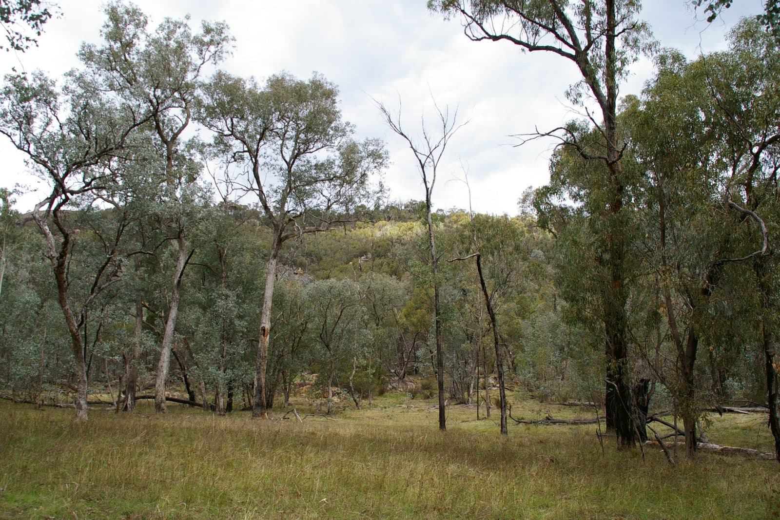Open box-ironbark woodland in the Mt Pilot section of Chiltern-Mt Pilot National Park, widely spaced eucalypts over rough grass with a wooded ridge behind.